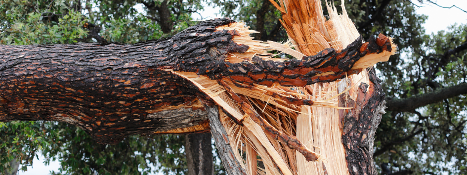 Support for the Dandenong Ranges Following the Extreme Weather Event Main Image